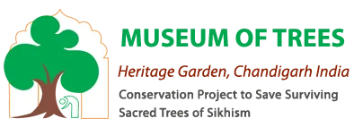 Museum of trees.